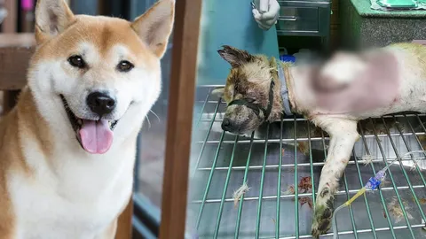 ใครทำลอยด์? สุนัขชิบะ ราคาหลักแสน ถูกตัดขาซ้ายปริศนาในหมู่บ้านหรู