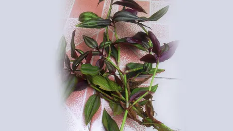 “ก้ามปูหลุด” แก้ข้อปวดบวมแผลไฟไหม้