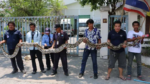  แม่งูกกไข่ สู้สุดฤทธิ์! เหลือมยักษ์ 5 ม. ไล่ฉกกู้ภัย ไม่ยอมให้จับ