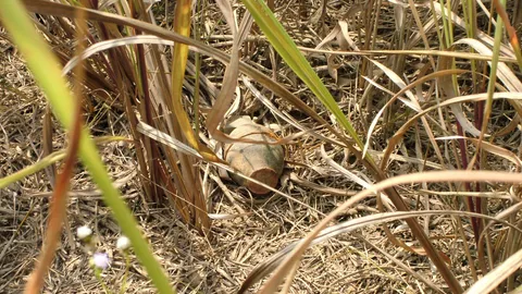 ตัดหญ้าหวิดโดนระเบิด เอ็ม 26ลูกเกลี้ยง โยนไว้ในสวนปาล์ม 