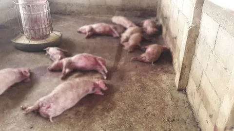 ช่วยเอาไปเลี้ยงที!! หมาวัดยกพวกกัดลูกหมูตาย 26 ตัว ไม่รวมเป็ดไก่โดนขย้ำ