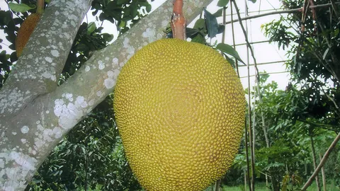 “ขนุนเพชรเนื้อทอง” หวานหอมดกราคาดี