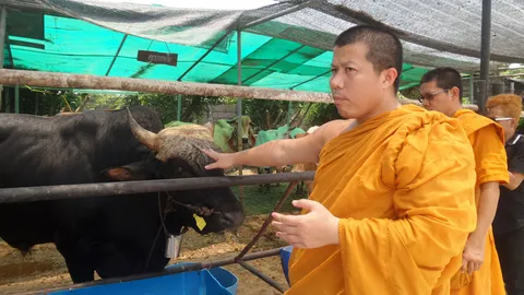 หนุ่มใหญ่ ถวาย 'ลูกวัวกระทิง' ให้วัดท่าไม้ เผย ศรัทธาในเจ้าอาวาส