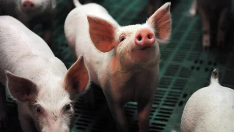 เอาตับหมูใส่ให้คน รักษาโรคเบาหวาน