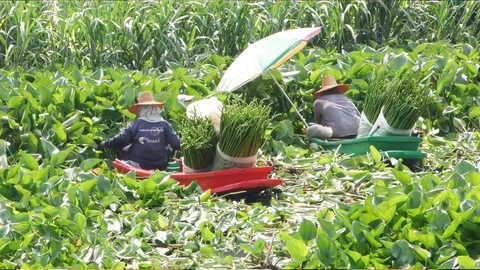 รายได้ดี! ชาวนาหันคาสู้ภัยแล้ง เก็บผักตบชวาขาย ได้กำไรอื้อ