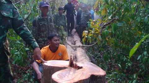 ล้อมจับมอดไม้ ลักตัดพะยูงใหญ่กลางดึก น่าเสียดายโดนโค่นเหลือแต่ตอ 
