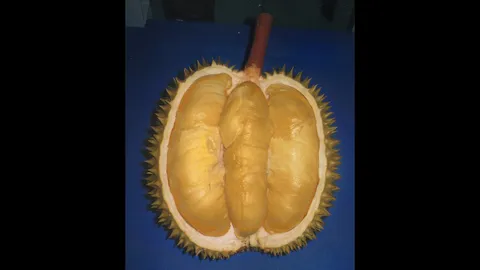 “ทุเรียนเม็ดในยายปราง” คนเสาะหาก่อนหน้าฝน