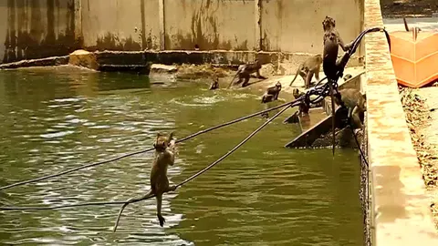 น่ารักดี! ฝูงลิงแสม นครสวรรค์ เล่นน้ำคลายร้อน ดำผุด-ดำว่าย สนุกสนาน