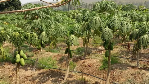 ขุด 200 ม. ยังไม่เจอน้ำ! ภัยแล้งลำพูน วิกฤติ วอนสร้างอ่างเก็บ