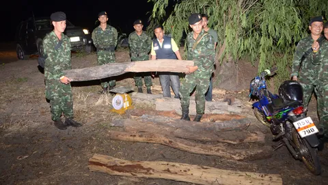 ทหารนำฝ่ายปกครองบุกจับไม้พะยูง 15 ท่อน กลางทุ่งนาเมืองปราจีนฯ