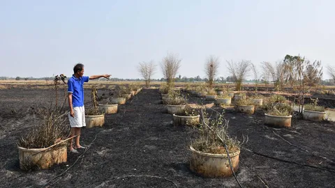 ตื่นมาเห็นแทบช็อก! จุดไฟเผานา ลามสวนมะนาว สูญกว่าแสนบาท