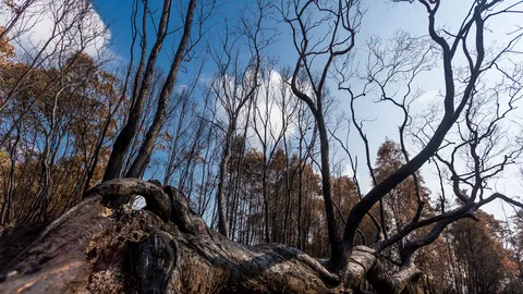 น่าห่วง ไฟป่าไหม้แล้ว 500 ไร่! ทุ่งสะวันนาเมืองไทย บนเกาะพระทอง