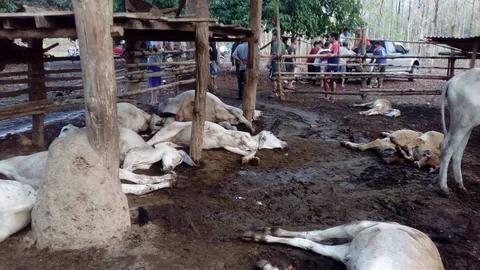 พายุฤดูร้อนถล่ม จ.น่าน ฟ้าผ่าเปรี้ยง 'วัว-หมู' ล้มตายจำนวนมาก