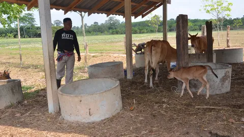 โดนลูบคม ตร.เมืองคอน เจอโจรลักลูกวัวชนพันธุ์ดี 5 ตัวมูลค่ากว่า 2 แสน