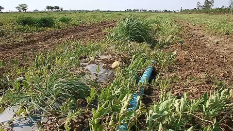 ชาวสวนแตงโมนครสวรรค์ระทม แล้งทำขาดน้ำหล่อเลี้ยง เน่าตายยกสวน