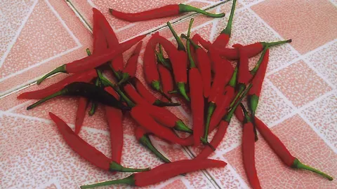 “พริกขี้หนู”แก้ลมป่วง