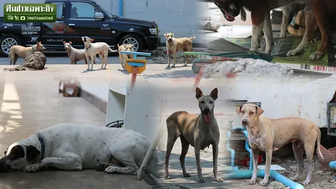 แฟลตตำรวจ ถิ่นหมาดุ EP.2 ทางออก! 'สุนัขจรจัด' ปมเรื้อรังปัญหาชุมชน