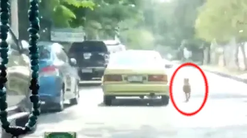 คลิปสุนัขวิ่งไล่เก๋ง วิภาฯ 60 หนุ่มอ้างรู้จักเจ้าของรถโผล่