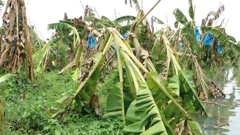 ลมพายุกระหน่ำ อ.คลองขลุง กำแพงเพชร กล้วยหอมหักระเนระนาด 7 พันต้น