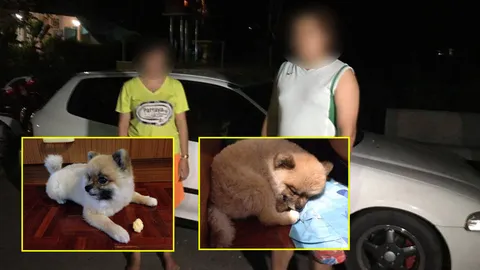 ตามเจอแล้ว‘ปอมเมอเรเนียน’ ถูกขโมยที่เมืองจันท์ อ้างหมาวิ่งมาหาเอง 