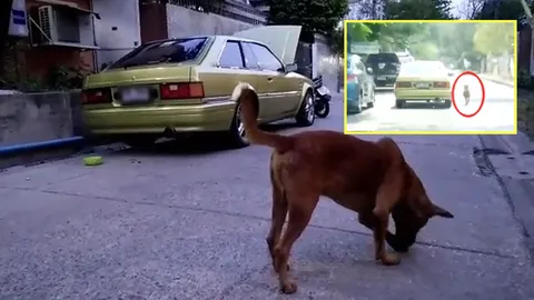 ‘เจ้ามะขาม’ สุนัขไล่ตามรถวิภาวดี 60 ที่แท้แค่วิ่งส่งเจ้านาย