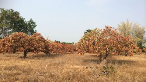 ดอยเต่า 'แล้งหนักมาก' ลำไยยืนต้น เหี่ยวแห้งตายเต็มสวน 