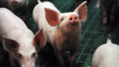 นอภ.คลองลาน เตือน 'สุกรเลี้ยง' ติดเชื้อแบคทีเรีย เข้มความสะอาด