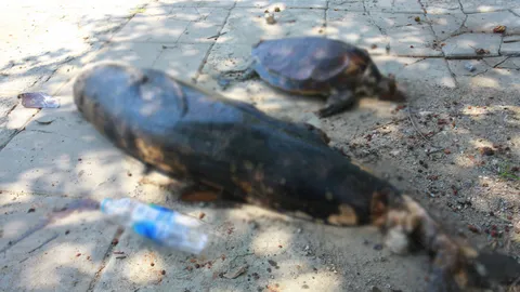 ซากโลมาหัวบาตร-เต่าตนุ ลอยอืดเกยป่าชายเลนบางปู