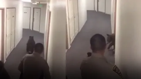 หมีหิว! ย่องเข้าอพาร์ตเมนต์ ยึดตู้เย็นหาของกิน