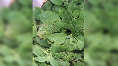 “หูเสือ” แก้เจ็บคอทอนซิลอักเสบ