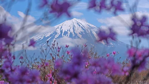 ตระการตา! สะพายเป๋าเป้ ชม 'ชิบะซากุระ' ให้มันเป็น 'สีชมพู'