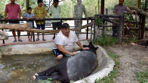 ลงอ่างแล้วสบาย! 'เจ้าแหว่ง' สมเสร็จเขาเขียว นอนพริ้มให้คนอาบน้ำ