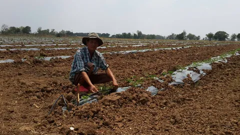 ลุงหลานเมืองสุพรรณ ปลูกแตงโมแบบน้ำหยด เสริมรายได้ช่วงเว้นทำนา