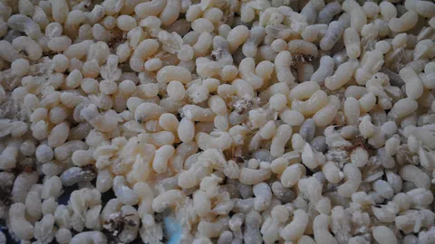 แหย่ได้ปีละครั้ง! ไข่มดแดงที่สวรรคโลก ราคาพุ่งโลละ 500 ปรุงเมนูเด็ด