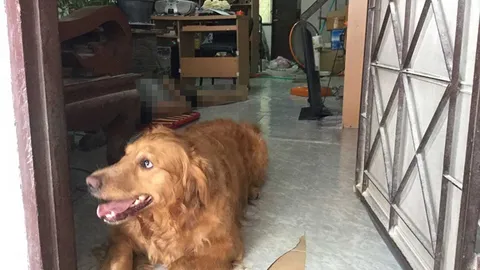 โกลเด้นแสนรู้ นอนเฝ้าศพ ครูสาวโสดวัย 46 ปี ตายปริศนาคาบ้านพัก 