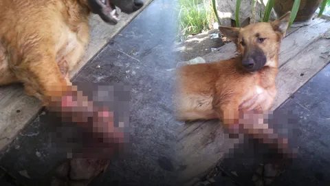 สะเทือนใจ! รวบแล้วเพื่อนบ้านโหดฟันขา 'เจ้าโคล่า' ขาดด้วน อ้างไปกัดรองเท้า