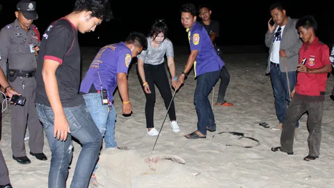 โลมาสีชมพู  หนัก 300 โล เกยตื้นตายชายหาดท่าศาลา คาดโดนอวนลาก