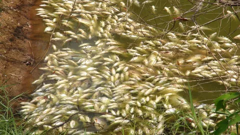 กลางวันร้อนจัด-ดึกฝนตก ปลาน็อกน้ำตายเกลื่อนบ่อ ที่อุตรดิตถ์