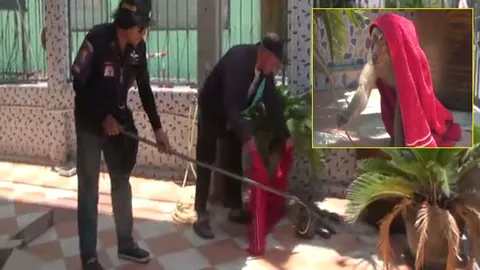 สุดสงสาร! ลิงแสมปีนเสาไฟฟ้าเมืองศรีราชา ถูกไฟช็อตสาหัส 