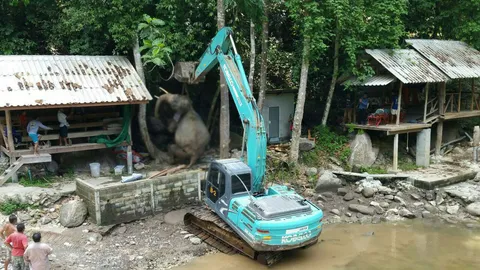 ยิงนกกระยาง แต่ช้างตาย! พลายพลัดกระแทกหิน คาดตกใจเสียงปืน