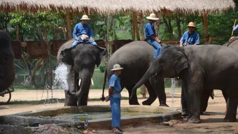 ลำปางร้อนจัด! หวั่นช้างศูนย์อนุรักษ์ เครียด ติดสปริงเกอร์เพิ่มความเย็น