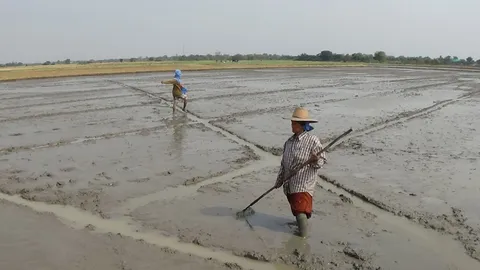 ถือฤกษ์วันพืชมงคล! เกษตรกรปรับพื้นที่ปลูกผัก-หว่านข้าว 
