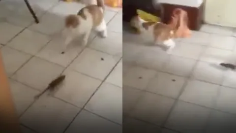 ลาออกจากการเป็นแมวเถอะ! คลิปเจ้าเหมียวกลัวหนู วิ่งหนีรอบบ้าน