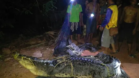 ผงะ! สูบบ่อน้ำเจอจระเข้หนัก 300 โล คาดหลุดจากฟาร์ม ช่วงน้ำท่วมปี54 