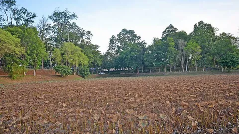 ไฟป่ายังร้อนแรง-บัวแล้งนํ้าที่สระกะพังสุรินทร์