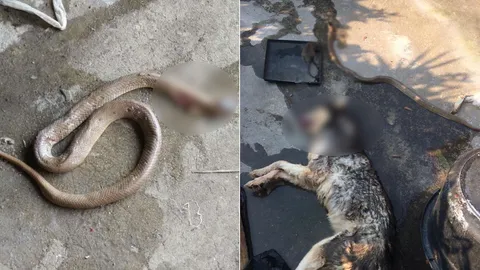 น้องหมาพลีชีพ ไซบีเรียนฮัสกี้ สู้งูเห่าปกป้องบ้าน ถูกกัดตายตามกัน