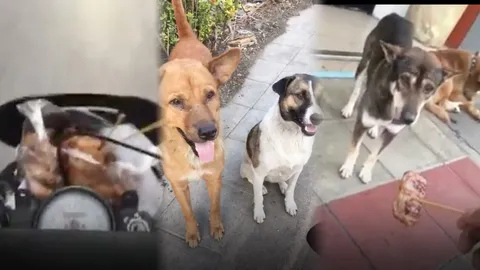 อิ่มบุญอิ่มใจ! ชื่นชมหนุ่มพ่อพระตระเวนซื้อหมูปิ้งเลี้ยงน้องหมา นาน 2 ปี