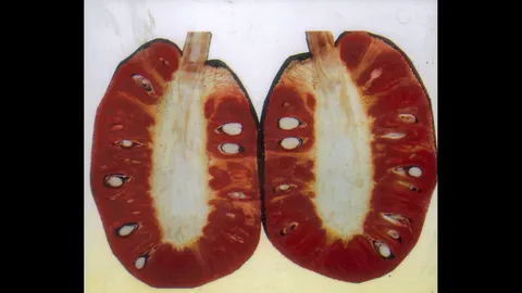 "ขนุนแดงสุริยา" ครองความนิยมเป็นอมตะ