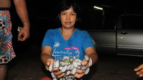 อาชีพเสริมเงินแสน เก็บ 'แมงพลัด' ขาย ราคา กก.ละ 150