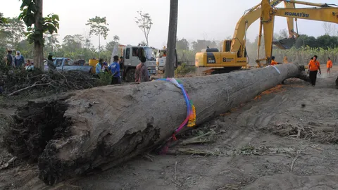มาเข้าฝัน ตะลึง! ขุดพบ 'ตะเคียนยักษ์' อายุกว่า 200 ปี แห่ขอโชคลาภ